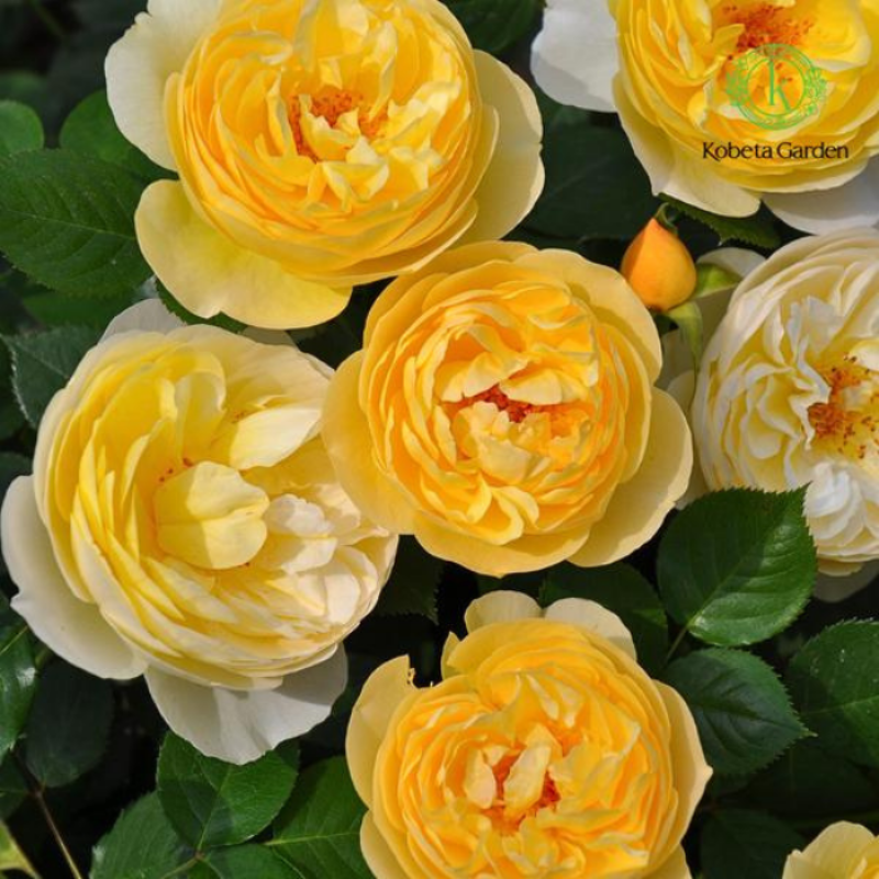 Anh hoa hong vang ruc ro bui day suc song